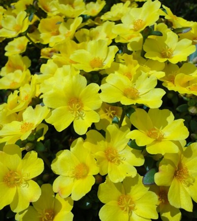 Purslane Pazazz™ Vivid Yellow